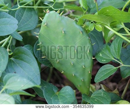 Small Cactus Hidden In The Flower Bed