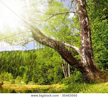 Bříza u malé Arber jezera v národním parku Bavorský les - Německo