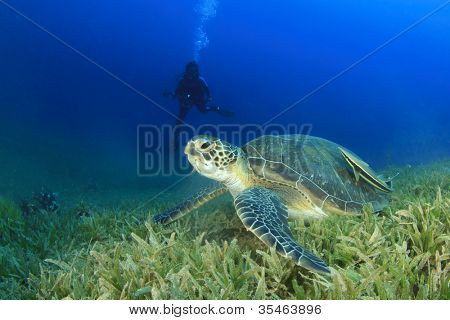 Green Sea Turtle con Scuba Diver in background