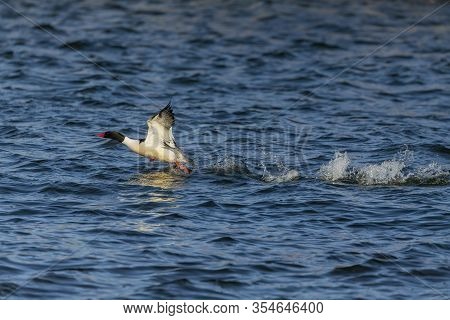 Bird. Common Merganser In Flight.
 The Common Merganser Eats Fish And Nesting In Holes In Trees.
