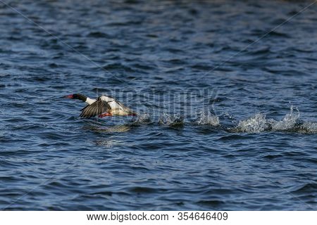 Bird. Common Merganser In Flight.
 The Common Merganser Eats Fish And Nesting In Holes In Trees.