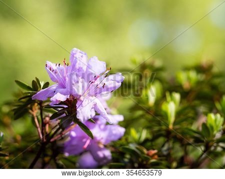 Purple Flowers Of Rhododendron Bush - Azalea,  Blooming In Spring Garden