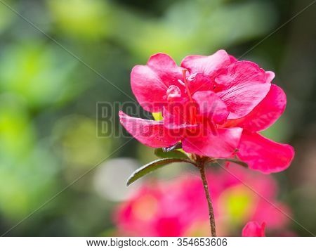 Pink Flowers Of Rhododendron Bush - Azalea,  Blooming In Spring Garden
