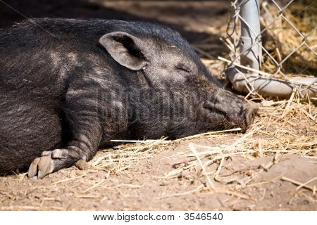 Cochon miniature somnoler au soleil