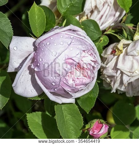 Rose Gallica Duchesse De Montebello Known As Rosa Prolifera De Redoute In British Park - London, Uk