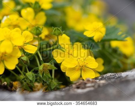 Yellow Flowers Of Potentilla Reptans ( Creeping Cinquefoil, European Cinquefoil) Plant Blooming In S