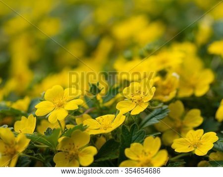 Yellow Flowers Of Potentilla Reptans ( Creeping Cinquefoil, European Cinquefoil) Plant Blooming In S