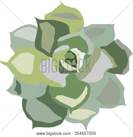 Flower Succulent Isolate On A White Background Vector Drawing