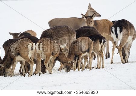 A Large Herd Of European Red Deer, Fallow Deer And European Mouflon On The Feeding Platform In Winte