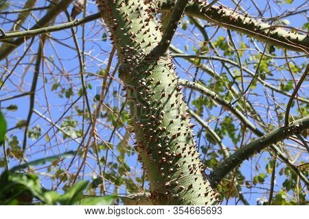 Green Chorisia Tree Trunk With Sharp Thorns