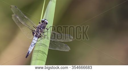 Dragonfly - Broad-bodied Chaser - Libellula Depressa - Close Up - Banner Design