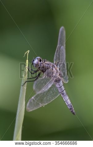 Dragonfly - Broad-bodied Chaser - Libellula Depressa - Close Up - Vertical Design