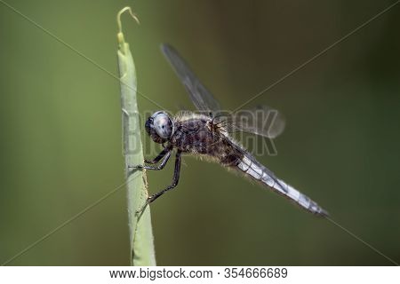 Dragonfly - Broad-bodied Chaser - Libellula Depressa - Close Up