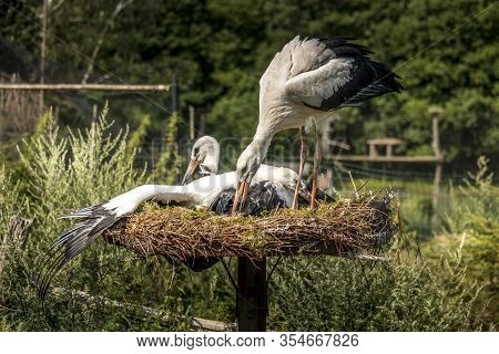 Pair Of White Stork Birds On A Nest During The Spring Nesting Period