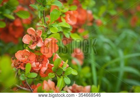Blooming Orange Chaenomeles Japonica Close-up. Blur Effect