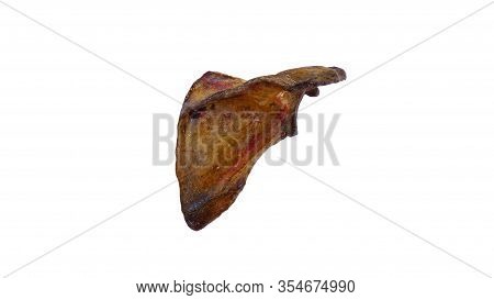 Scapula Bone Of Human On Isolated White Background, Posterior View
