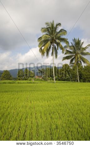 Champ de riz de Bali
