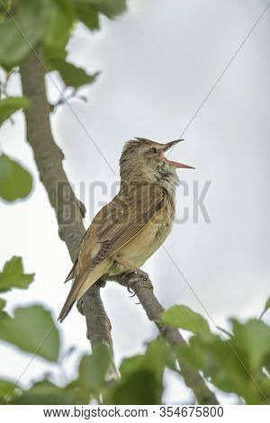 Great Reed Warbler Bird - Acrocephalus Arundinaceus