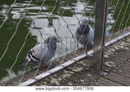 This Photo Shows 2 Pigeons Behind A Net In A Park.