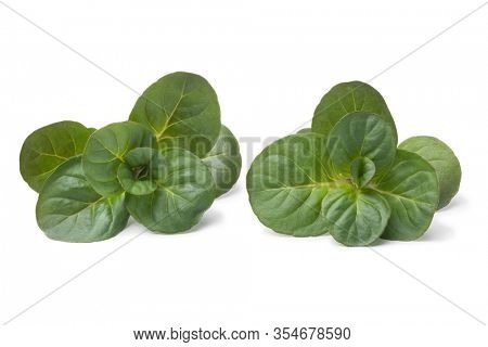 Fresh green Orange Mint twigs close up isolated on white background