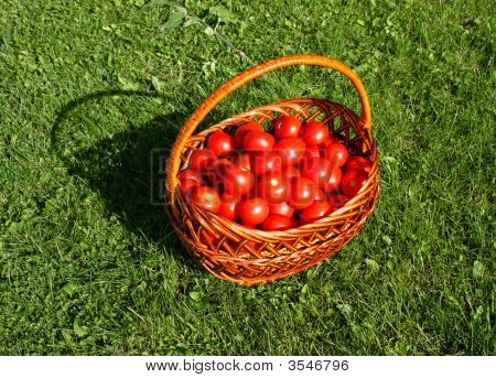 Tomato Basket