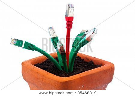 varie cavo di rete in un vaso di fiori. simbolico della banda larga e lo sviluppo di internet.