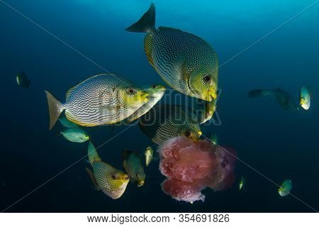 Rabbitfish fish eating jellyfish underwater 