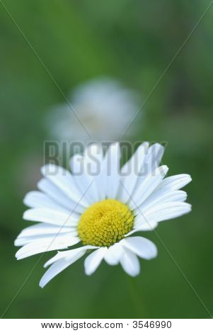 OX Auge daisy