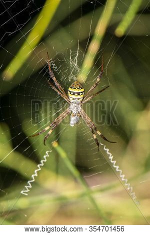 Saint Andrews Cross Spider