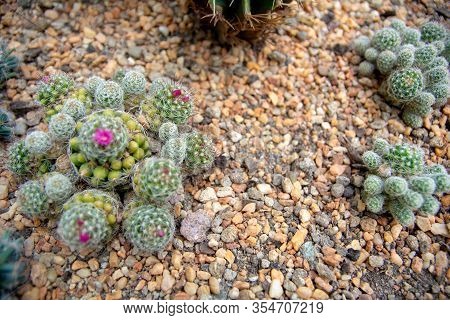View Of Beautiful Blooming Wild Desert Hedgehog Cactus Cactus Flowers, Grown And Surrounded By The R