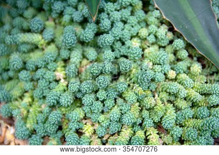 Top View Of Green Succulent Cactus With Convoluted And Vermicular Paddles Background