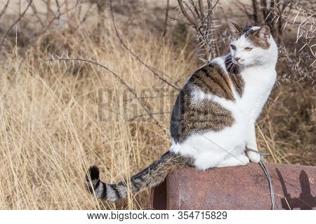 White And Mottled Colour Farm Cat Sitting On Rusty Old Farm Implement Among Dried Yellow Grass And T