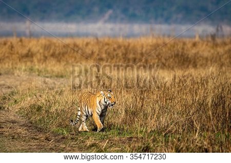 Wild Tiger On Prowl Tigress Walking In Beautiful Landscape Of Grassland Area Background Of Dhikala Z