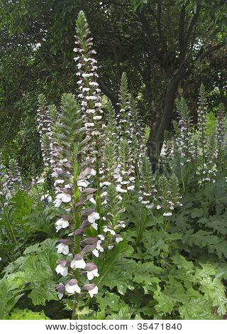 Fleurs blanches