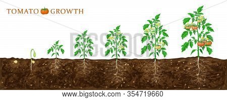 Tomato Plant Growth Stages From Seed To Flowering And Ripening. Illustration Of Tomato Feld And Life