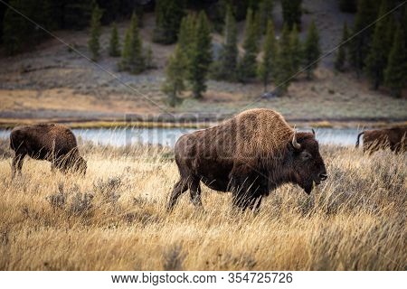 American Bisons With Brown Furry Walking Around And Eating Dry Grass On Field Of Yellowstone Nationa