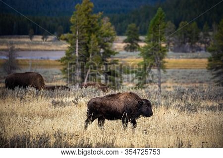Baby American Bisons With Brown Furry Walking Around And Eating Dry Grass On Field Of Yellowstone Na