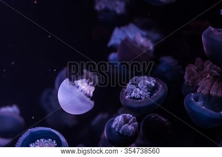 Blue Blubber Jellyfish In The Dark Water. Catostylus Mosaicus.