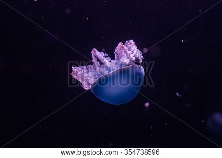 Blue Blubber Jellyfish In The Dark Water. Catostylus Mosaicus.