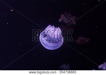 Blue Blubber Jellyfish In The Dark Water. Catostylus Mosaicus.
