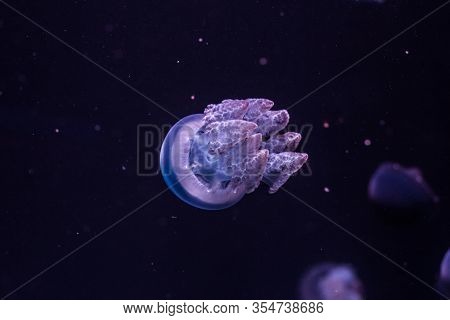 Blue Blubber Jellyfish In The Dark Water. Catostylus Mosaicus.