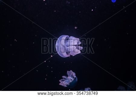 Blue Blubber Jellyfish In The Dark Water. Catostylus Mosaicus.