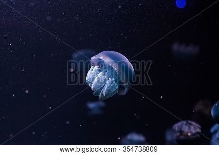 Blue Blubber Jellyfish In The Dark Water. Catostylus Mosaicus.