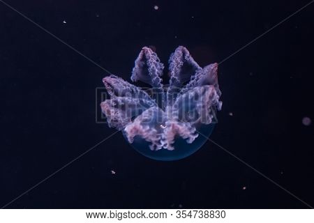 Blue Blubber Jellyfish In The Dark Water. Catostylus Mosaicus.