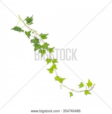 green ivy isolated on a white background.