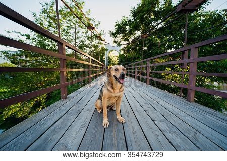 Dog Stray Sits On Wooden Bridge Over The Dagomys Mountain River In Sochi Russia