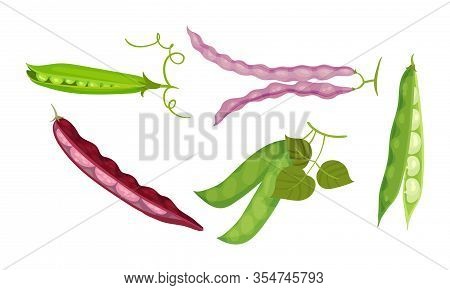 Leguminous Plants With Open Pods And Beans Inside Vector Set