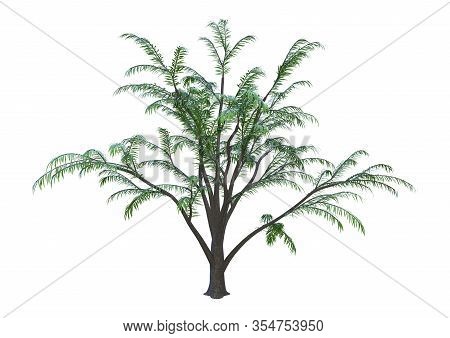 3D Rendering Albizia Tree On White