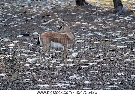 Chinkara (indian Gazelle) Antelope At Ranthambore National Park In India