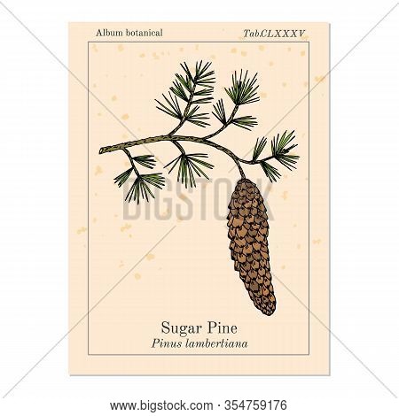 Sugar Pine Pinus Lambertiana , Medicinal Plant. Hand Drawn Botanical Vector Illustration